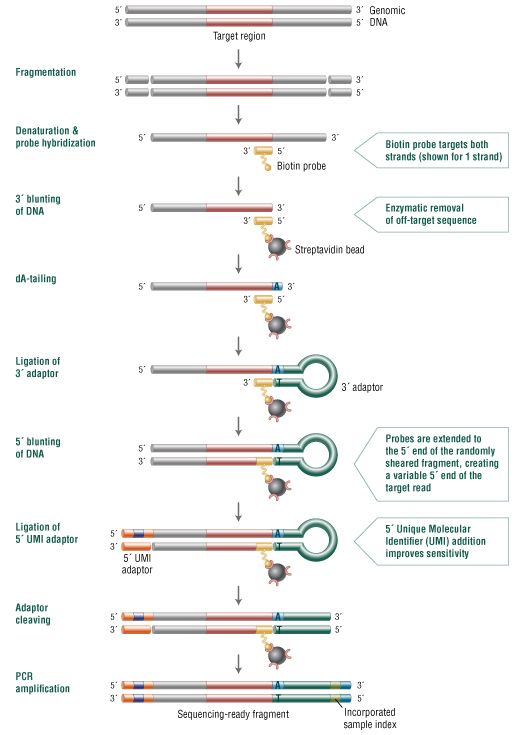 fast hybridization workflow