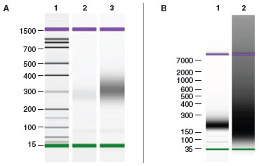 NEBNext Ultra™ DNA provides high library yields even with low inputs and difficult samples