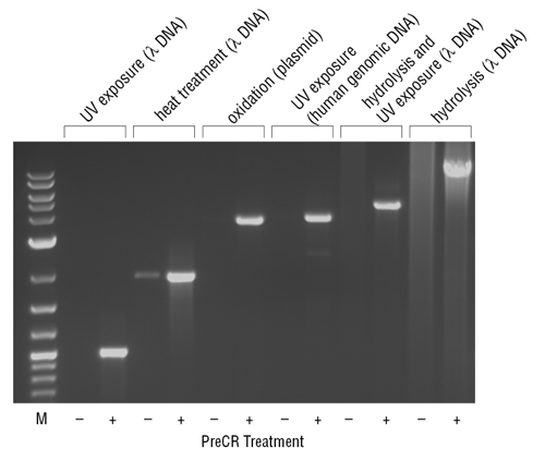 Figure 1: Repair of different types of DNA damage with the PreCR Repair Mix. 