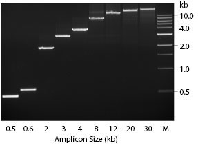 LongAmp® Taq DNA Polymerase | NEB
