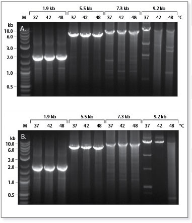 MMLV High Performance Reverse Transcriptase Kit