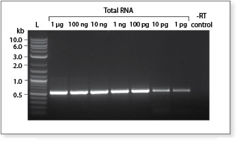 Generate high quality cDNA even with very low amounts of starting RNA 