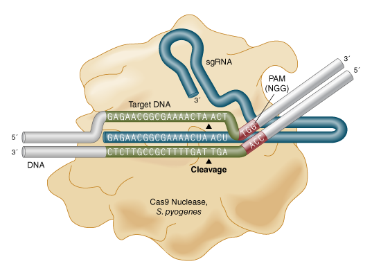 Schematic representation of Cas9 Nuclease, S. pyogenes sequence recognition and DNA cleavage