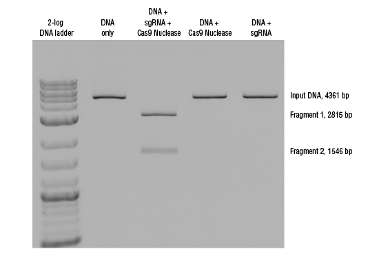 In Vitro DNA cleavage using Cas9 Nuclease, S. pyogenes