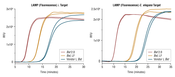 Rapid LAMP Detection