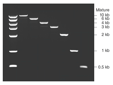 Monarch DNA Gel Extraction Kit reproducibly recovers DNA over a broad range of molecular weights. A mixture of 7 DNA fragments ranging from 10 kb down to 0.5 kb was prepared and one-half of the mixture was resolved on a 1% gel. Each fragment was manually excised from the agarose gel and processed using the Monarch DNA Gel Extraction Kit. The entire elution of each fragment was resolved on a new gel with the remainder of the original mixture for comparison.