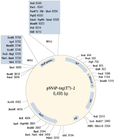 Cloning Region of pSNAP-tag® (T7)-2 Vector 