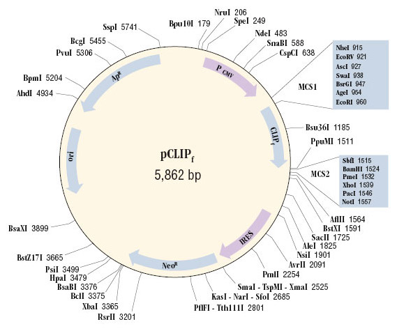 Cloning Region of pCLIPf