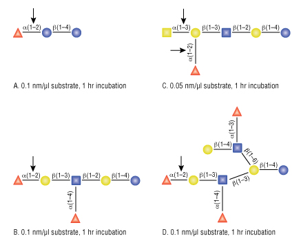 Figure 1: Detailed Specificity of α1-2 Fucosidase