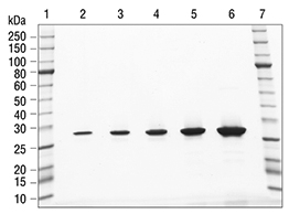 SDS-PAGE analysis of Histone H10 Human, Recombinant