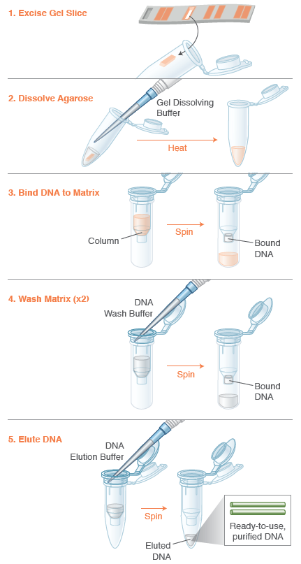 Monarch DNA Gel Extraction Kit Protocol