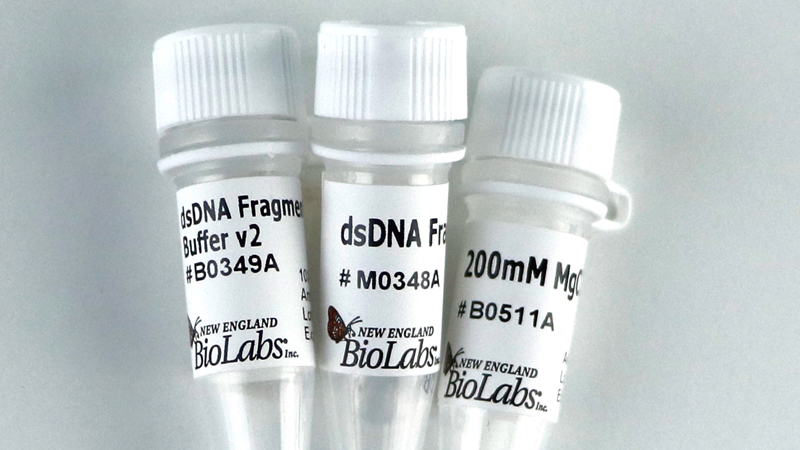 Lambda Exonuclease