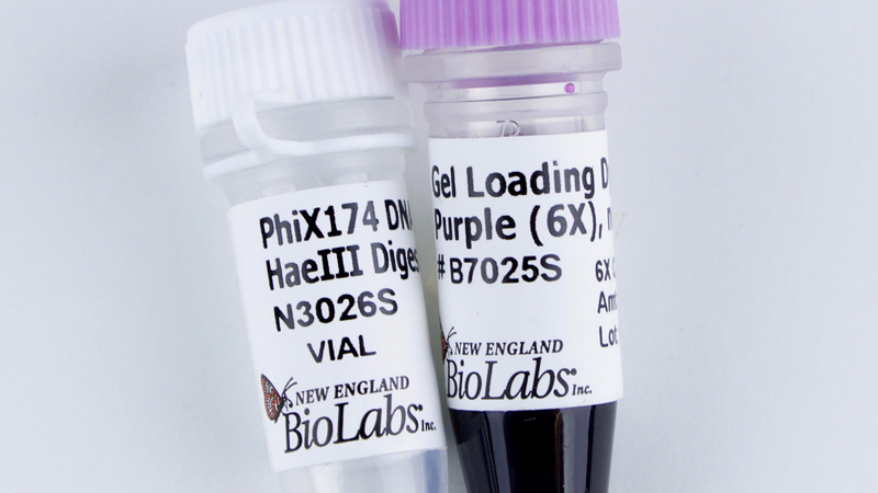 Dna Gel  3点セット IVYX Scientific DNA Ladders for Gel Electrophoresis (100bp