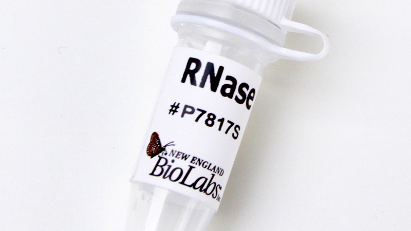 RNase B | NEB