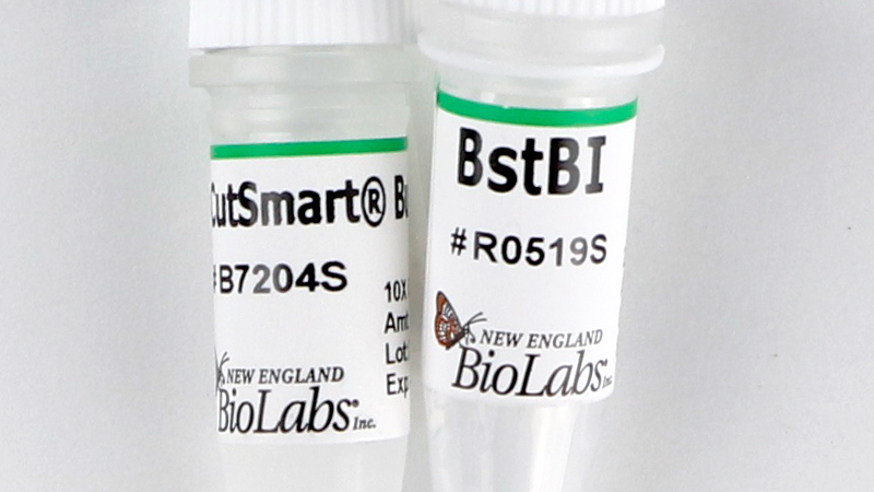BstBI | NEB