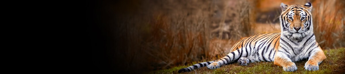 India_LP_Banner_1200x260