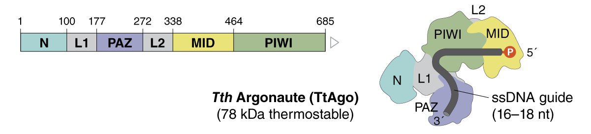 TtAgo_mechanism_EFI_0220