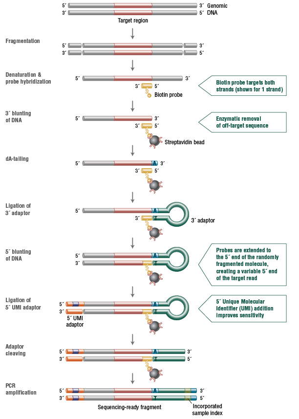 Fig1_NEBNext_Direct_CR_Workflow