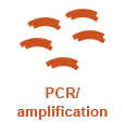 cloning_wf_PCR