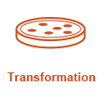 cloning_wf_transformation