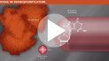 NewCloning_Dephosphorylation_video