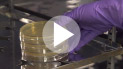 NewCloning_TransformationTips_video