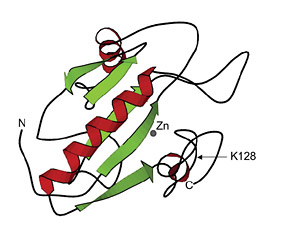 All too often, a protein of interest expresses poorly due to toxicity in the host cell, insolubility