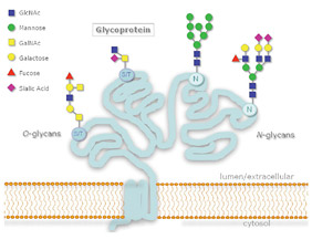 N- and O-Glycosylation” carbohydrate structure