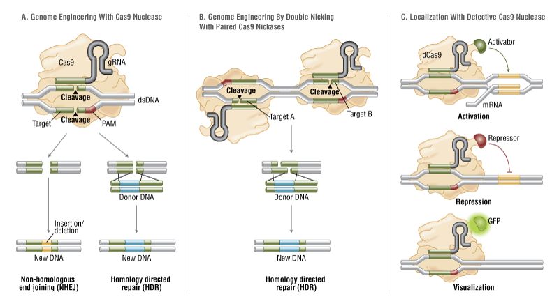 CRISPR/Cas9 System Applications