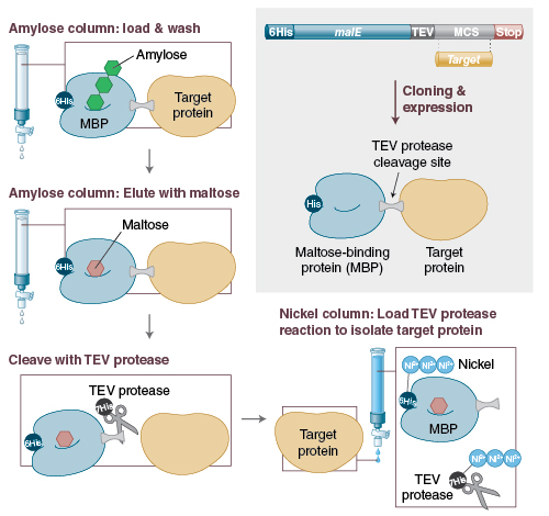 Figure 2: The target protein is fused to MBP, enhancing solubility and expression, which is followed by an easy and effective purification strategy.