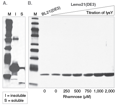 Figure 4: Western analysis of 6-His tagged Brugia malayi protein