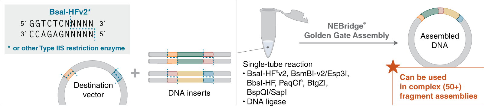 Workflow for NEBridge Golden Gate Assembly