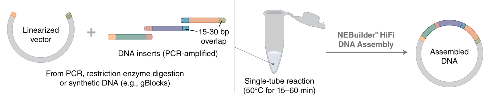 Workflow for NEBuilder HiFi DNA Assembly