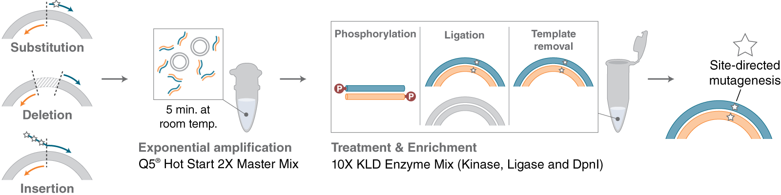 Workflow for single site-directed mutagenesis