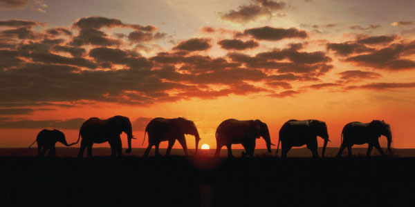 Photo of a line of elephants in tde sunset