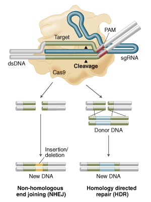 GE_Cas9forGE_0616