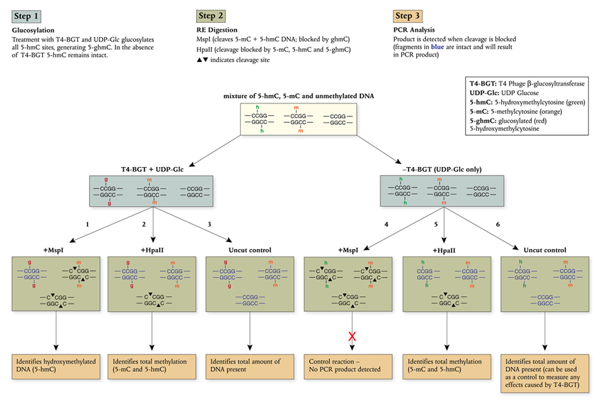 Epimark_Kit_Overview