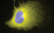 Cellular Analysis