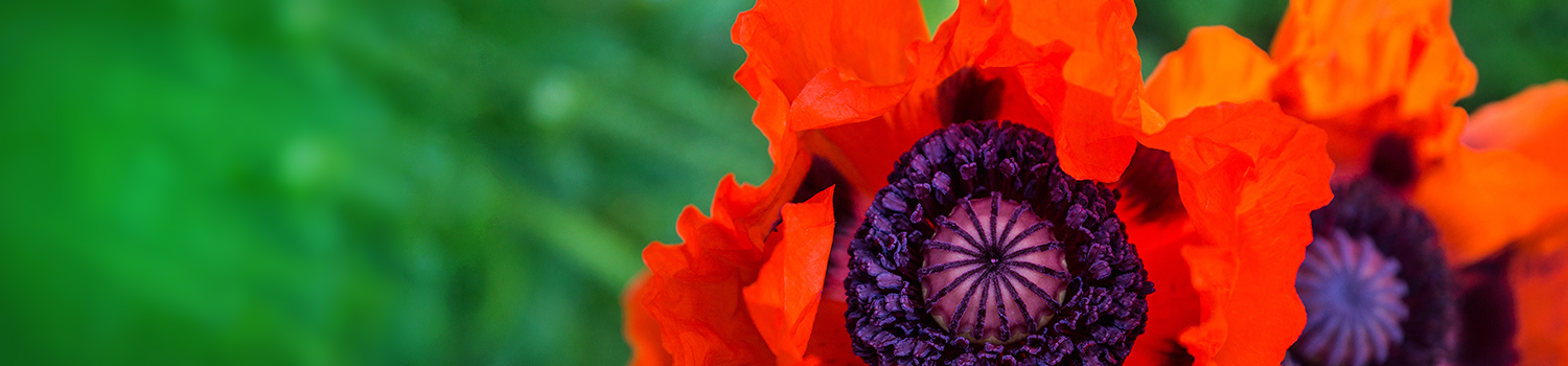 Photo of flowers