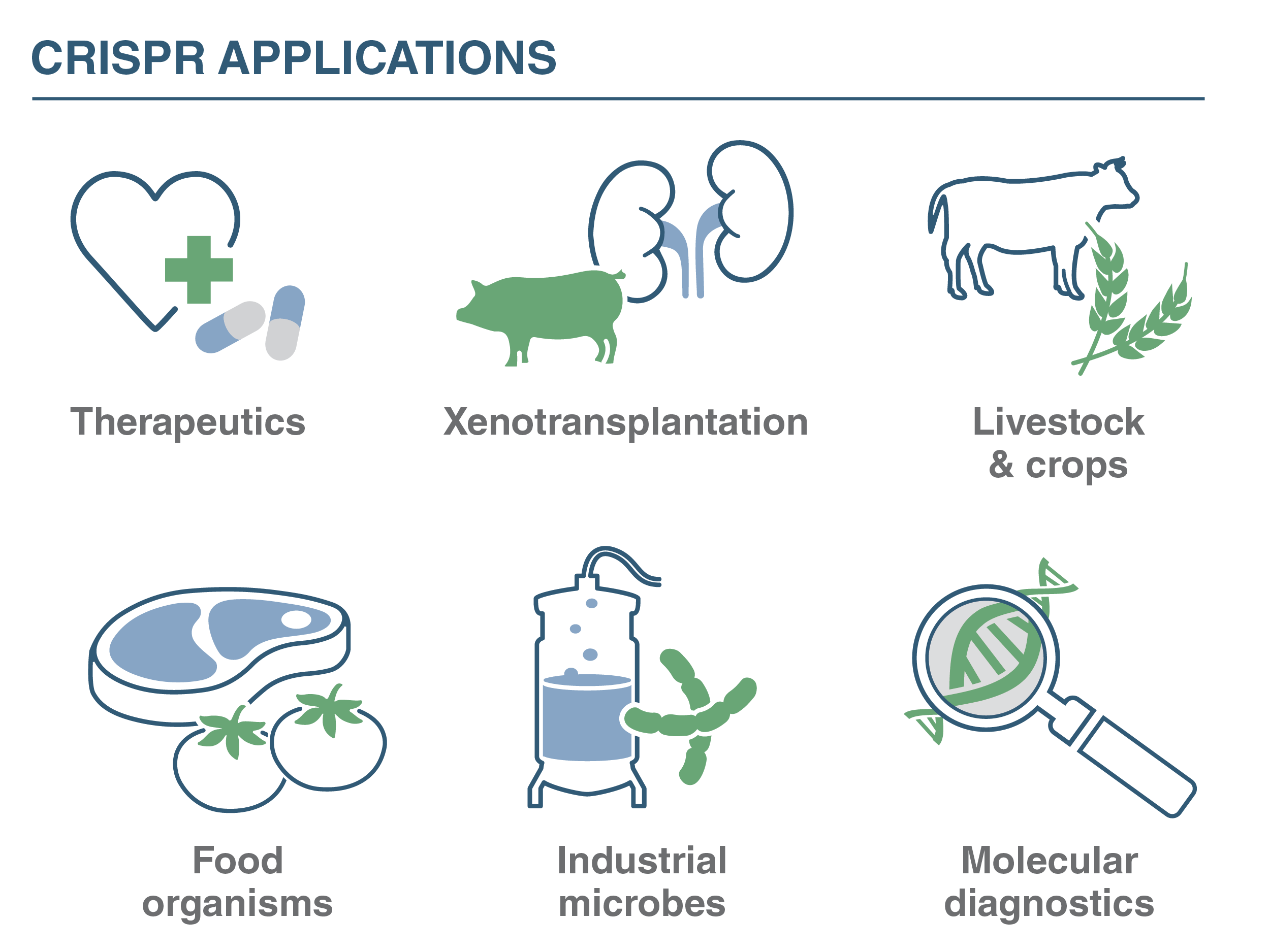 CRISPR Research for theraputics,diagnostics,xenotransplantation, agriculture, food, microbes biotech infographics