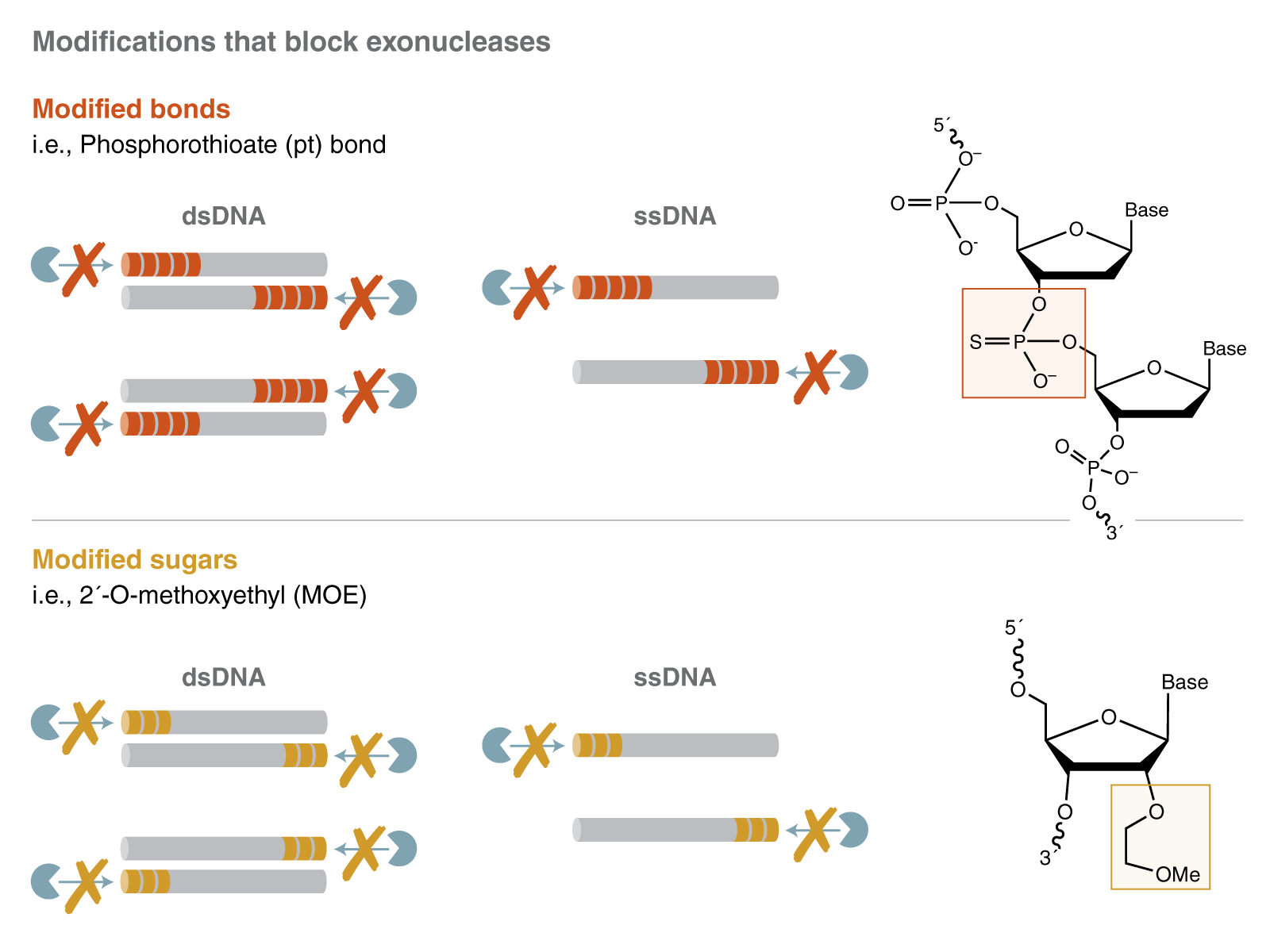 Modified bonds, such as 5 pt bonds, block exonucleases. Modified sugars, such as 3 2'-MOEs, can also block exonucleases.