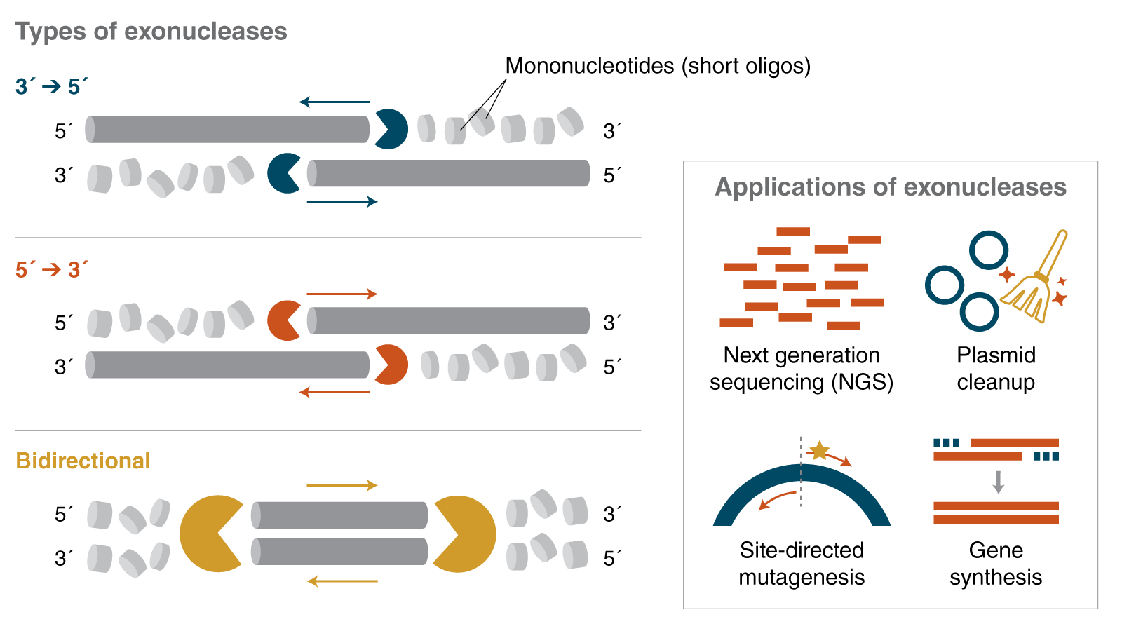 Exonucleases digest in the 3' to 5' direction, 5' to 3' direction, or bidirectionally. Applications of exonucleases include NGS, plasmid cleanup, site-directed mutagenesis, and gene synthesis.