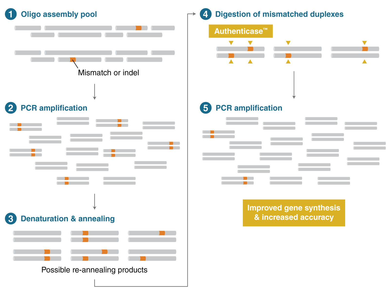 Five step molecular biology workflow diagram