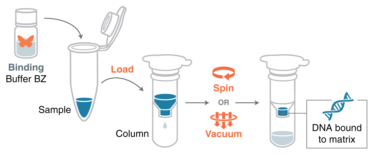 Infographic showing steps of binding DNA to a matrix in a microfuge tube.