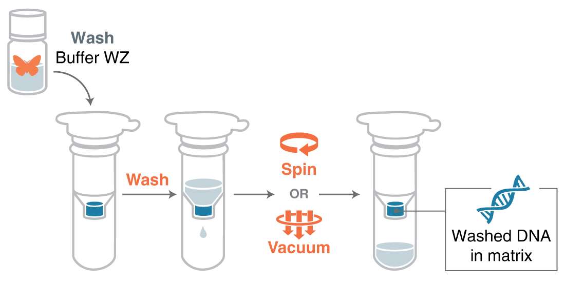 Infographic showing steps of washing DNA bound to a matrix in a microfuge tube.