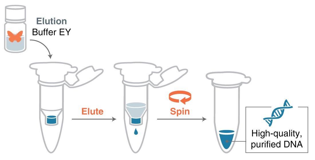Infographic showing steps of eluting DNA from a matrix in a microfuge tube.