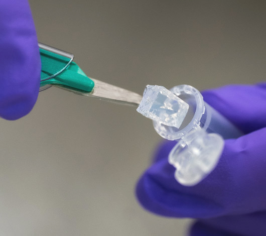 Purple gloved hand putting some agarose gel into a microfuge tube with tweezers