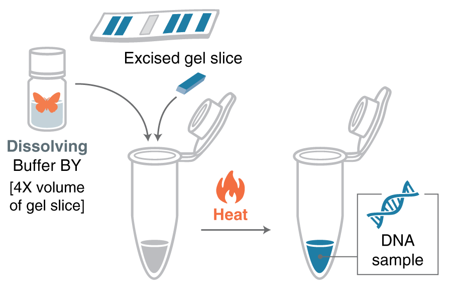 Cartoon showing dissolving of agarose gel to extract DNA