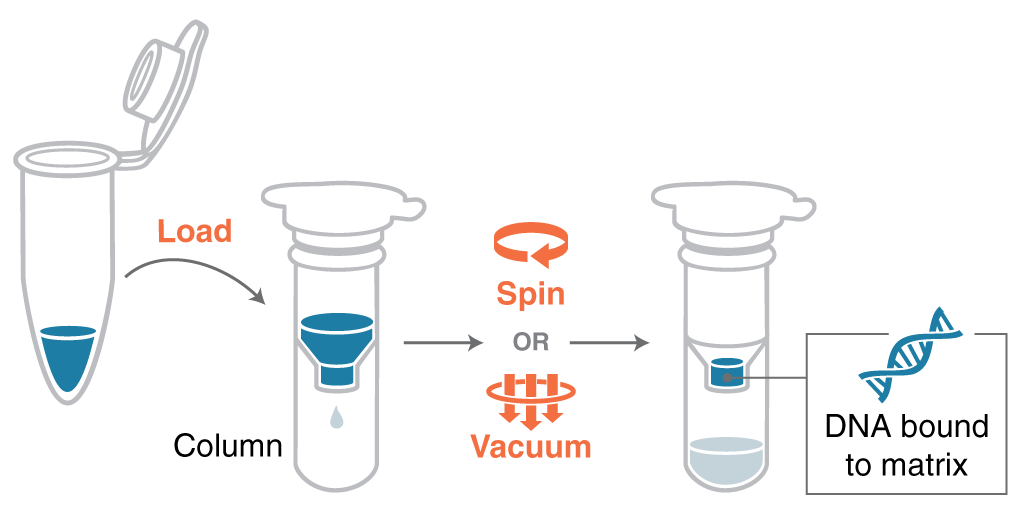 Cartoon showing binding of DNA to a matrix of a column from a kit