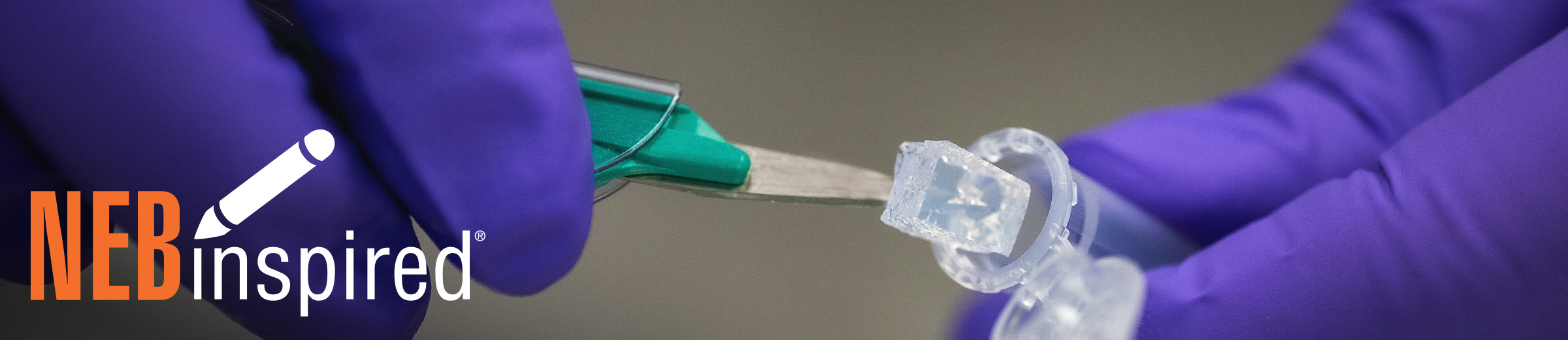 Purple gloved hand putting some agarose gel into a microfuge tube with tweezers